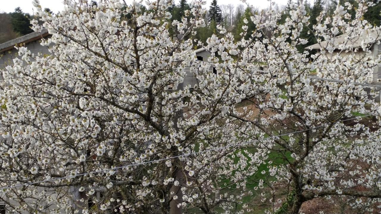 Abete Bianco Serra San Bruno Exterior foto